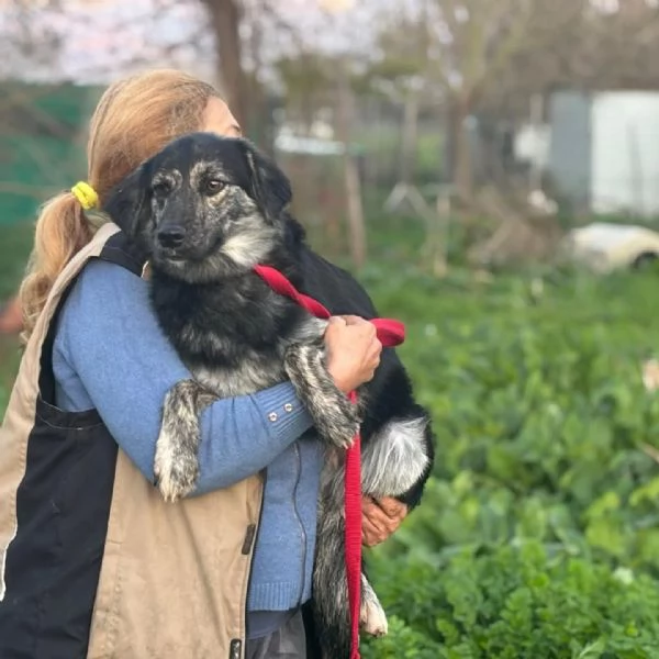 FREYA dolcissima cagnolina mamma border collie cerca casa  | Foto 1