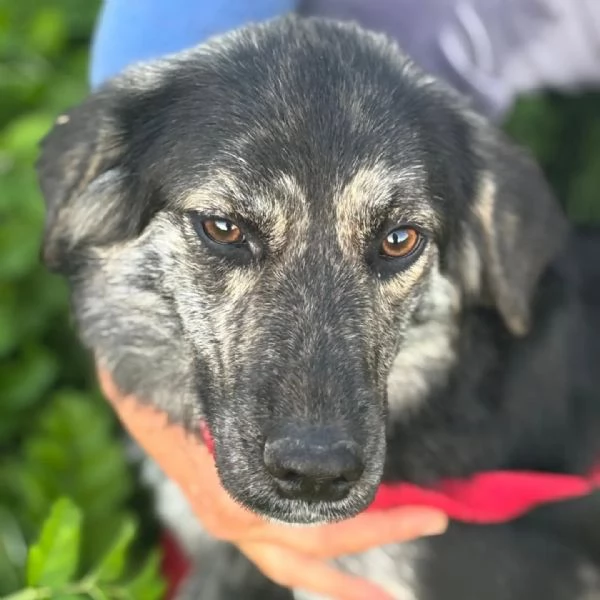 FREYA dolcissima cagnolina mamma border collie cerca casa  | Foto 0