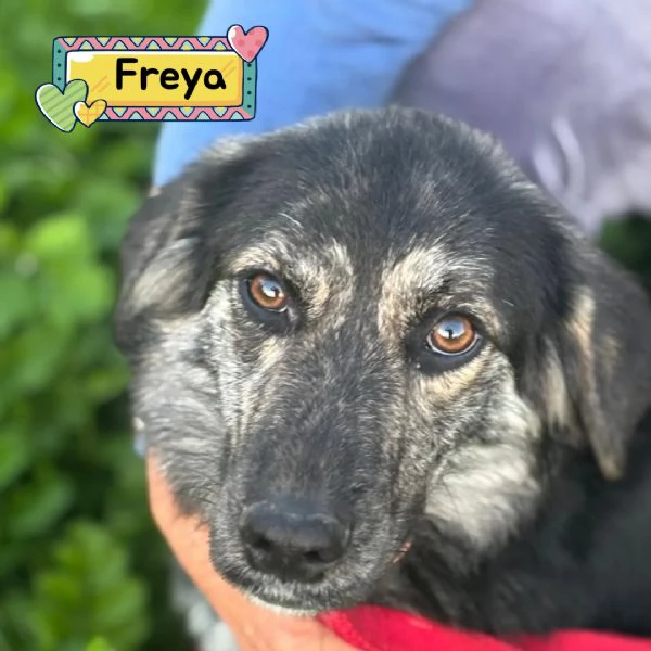 FREYA dolcissima cagnolina mamma border collie cerca casa 