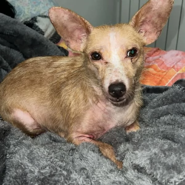 AGATA super adozione del cuore 5kg di dolcezza e tenerezza | Foto 2