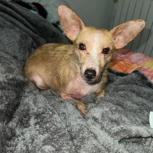 AGATA super adozione del cuore 5kg di dolcezza e tenerezza | Foto 1