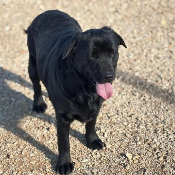 DORIAN labrador 3 anni e mezzo cerca casa  in adozione | Foto 1