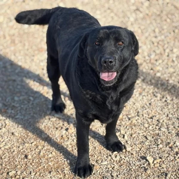 DORIAN labrador 3 anni e mezzo cerca casa  in adozione | Foto 0