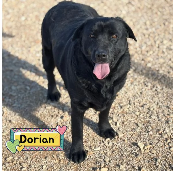DORIAN labrador 3 anni e mezzo cerca casa  in adozione