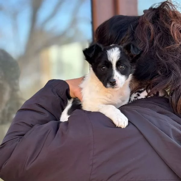 TACO dolce cucciolo 2 mesi cerca casa  in adozione cucciolo taglia mini | Foto 2