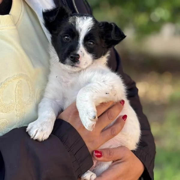 TACO dolce cucciolo 2 mesi cerca casa  in adozione cucciolo taglia mini | Foto 1