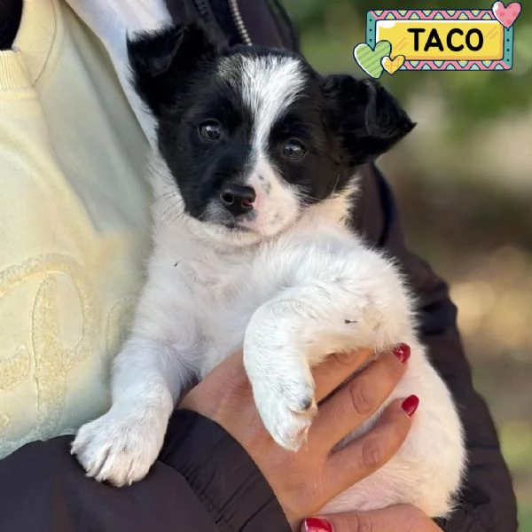 TACO dolce cucciolo 2 mesi cerca casa  in adozione cucciolo taglia mini