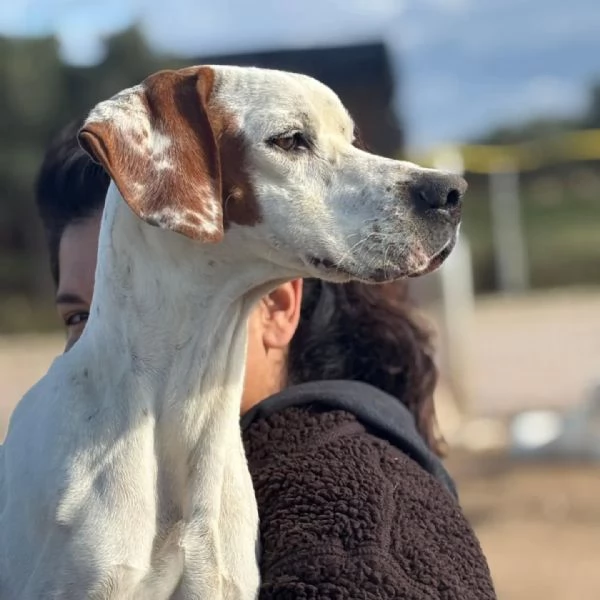 Marmellata dolce pointer 2 anni cerca casa  in adozione  | Foto 4