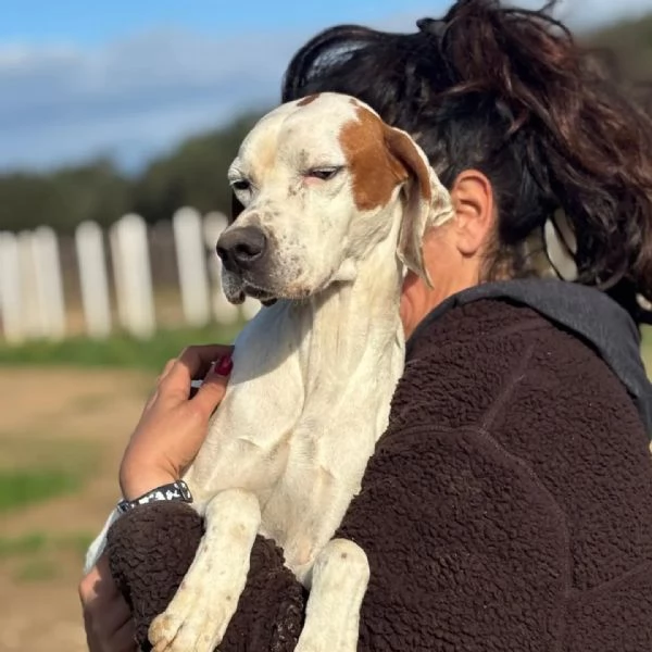 Marmellata dolce pointer 2 anni cerca casa  in adozione  | Foto 3