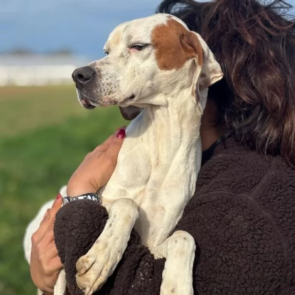 Marmellata dolce pointer 2 anni cerca casa  in adozione  | Foto 2