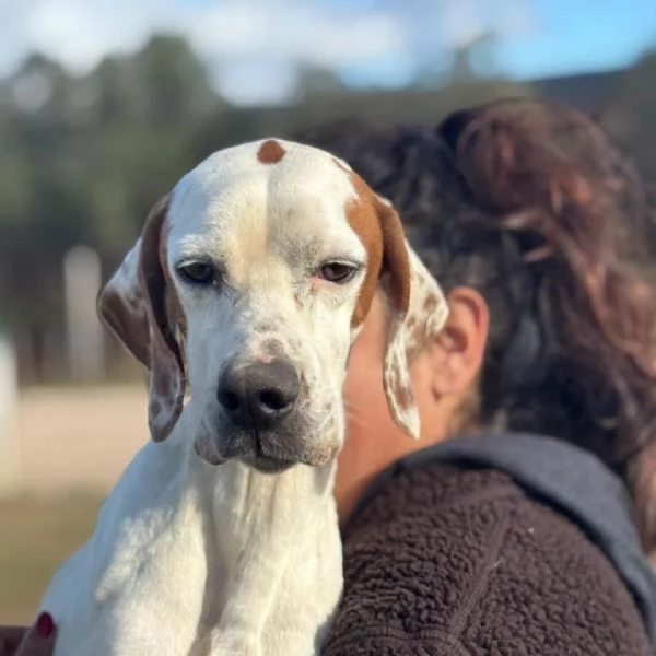 Marmellata dolce pointer 2 anni cerca casa  in adozione  | Foto 1