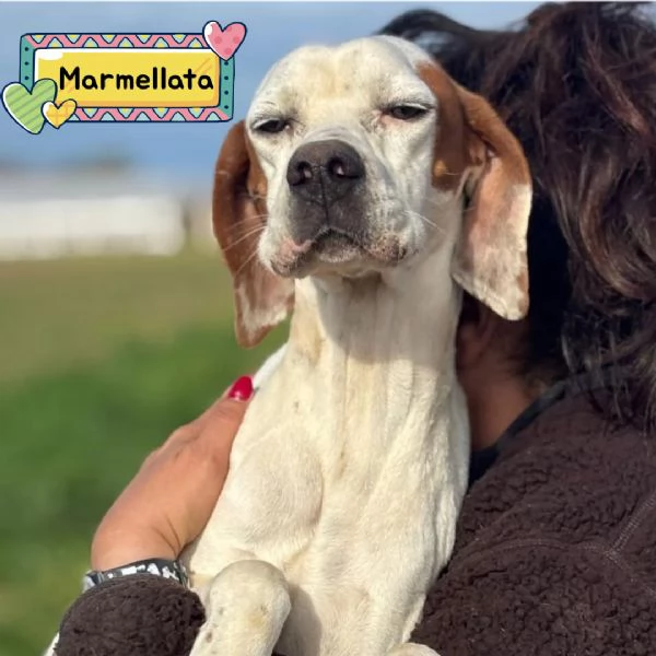 Marmellata dolce pointer 2 anni cerca casa  in adozione 