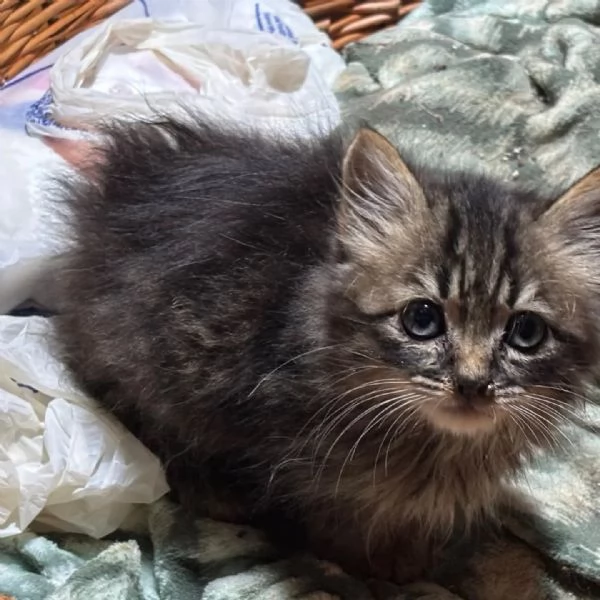 LEO dolce micino 60 giorni cerca casa  in adozione  | Foto 1