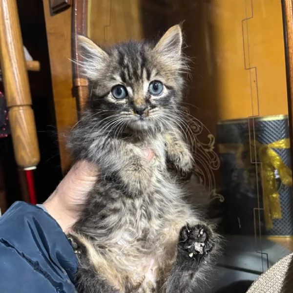 LEO dolce micino 60 giorni cerca casa  in adozione  | Foto 0