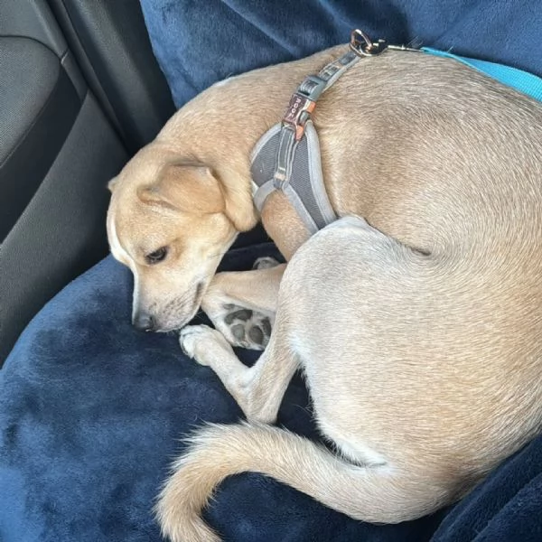 Tequila dolce cagnolino taglia piccola cerca casa  15 mesi 10 kg | Foto 2