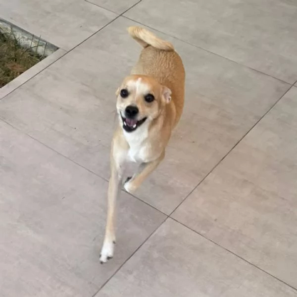 Tequila dolce cagnolino taglia piccola cerca casa  15 mesi 10 kg | Foto 1