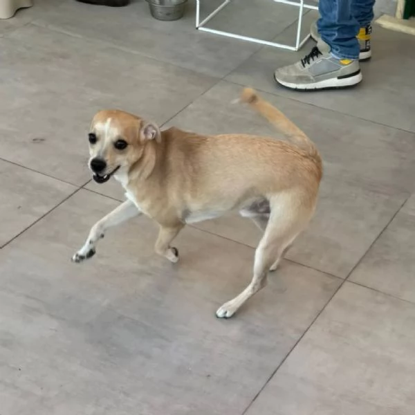 Tequila dolce cagnolino taglia piccola cerca casa  15 mesi 10 kg | Foto 0
