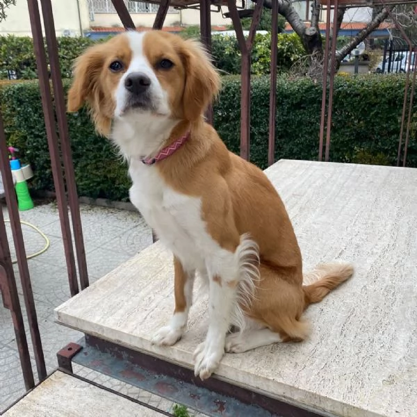 ARIEL 1 anno mix breton cerca casa  in adozione Latina Lazio