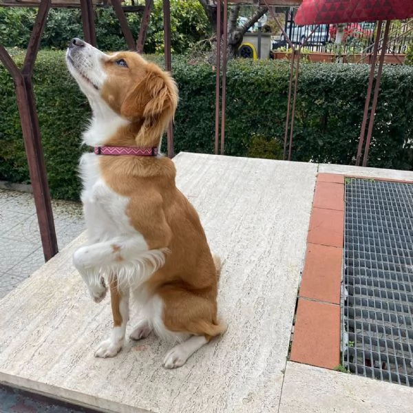 ARIEL 1 anno mix breton cerca casa  in adozione Latina Lazio | Foto 3