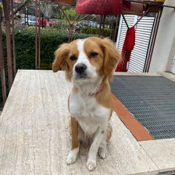 ARIEL 1 anno mix breton cerca casa  in adozione Latina Lazio | Foto 1