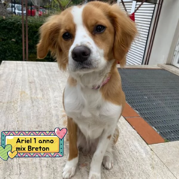 ARIEL 1 anno mix breton cerca casa  in adozione Latina Lazio | Foto 0