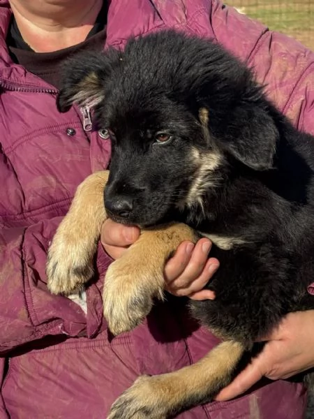 Alex cucciolo 4 mesi mix border collie cerca casa  | Foto 3