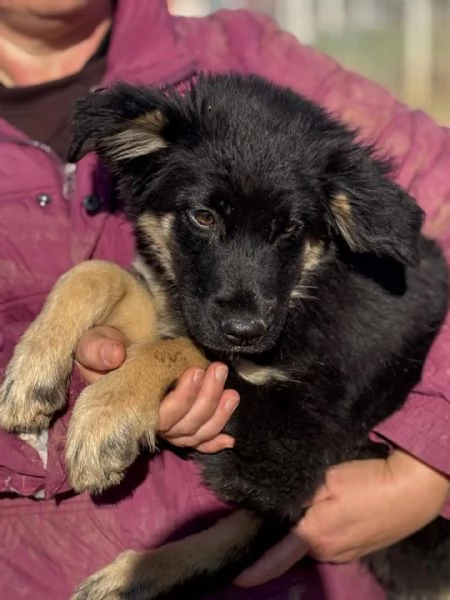 Alex cucciolo 4 mesi mix border collie cerca casa  | Foto 1