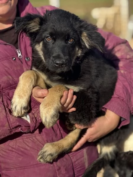Alex cucciolo 4 mesi mix border collie cerca casa  | Foto 0