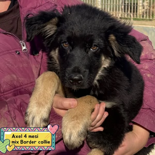 Alex cucciolo 4 mesi mix border collie cerca casa 