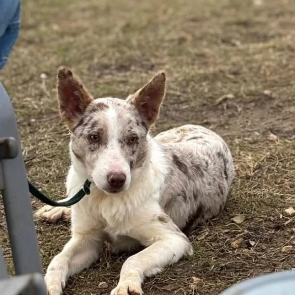 Severino border collie smooth 11 mesi cerca casa  in adozione  | Foto 1