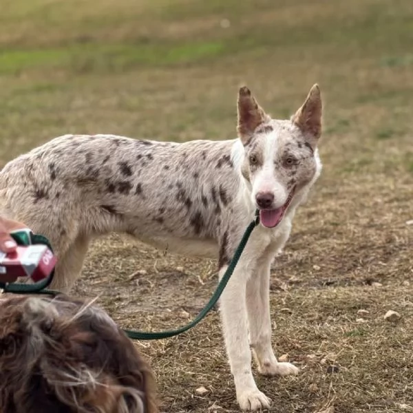 Severino border collie smooth 11 mesi cerca casa  in adozione  | Foto 0