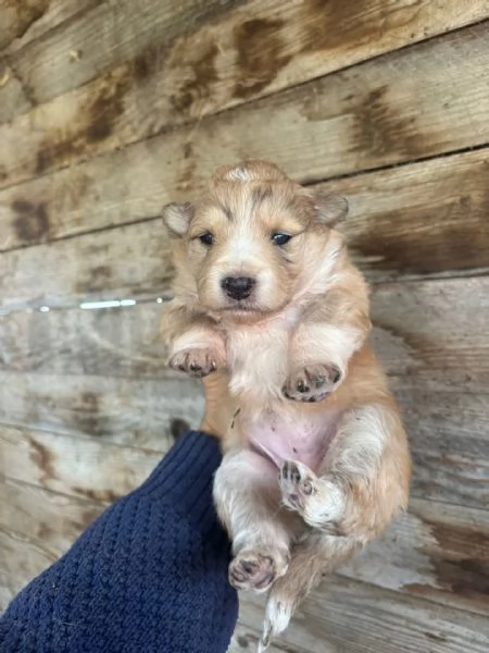 CLARISSA dolce cucciola futura taglia media cerca casa  in adozione | Foto 3