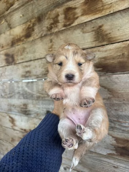 CLARISSA dolce cucciola futura taglia media cerca casa  in adozione | Foto 2