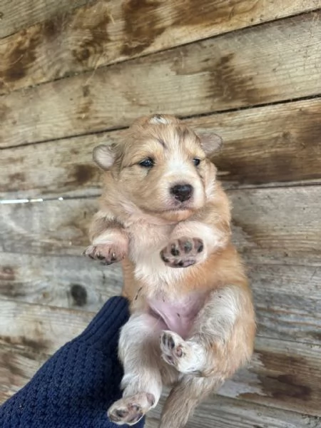 CLARISSA dolce cucciola futura taglia media cerca casa  in adozione | Foto 1