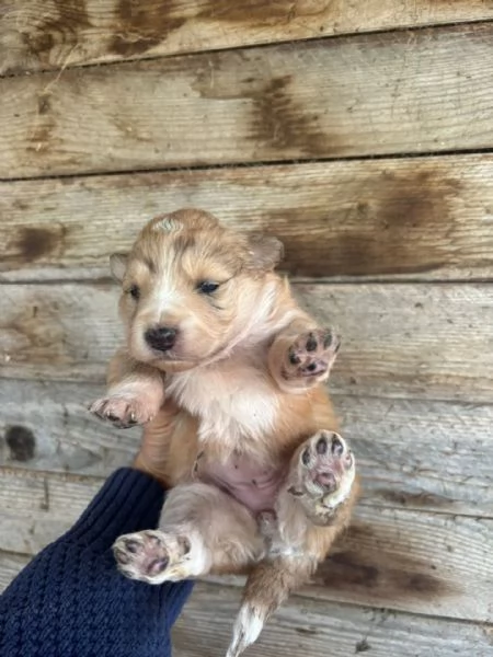 CLARISSA dolce cucciola futura taglia media cerca casa  in adozione | Foto 0