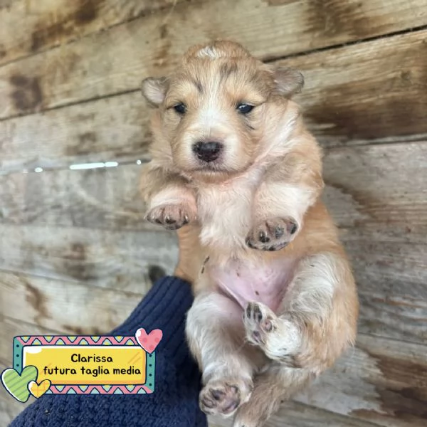 CLARISSA dolce cucciola futura taglia media cerca casa  in adozione