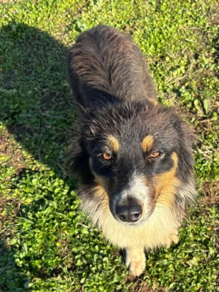 GINA dolce cucciola 6 mesi australian sheperd in adozione  | Foto 0