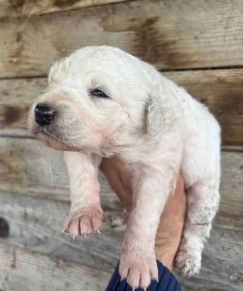 KETTY dolce cucciola taglia media cerca casa  in adozione  | Foto 1