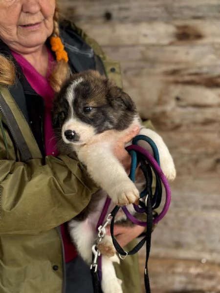 CESARE dolce cucciolo futura taglia media cerca casa  in adozione | Foto 2