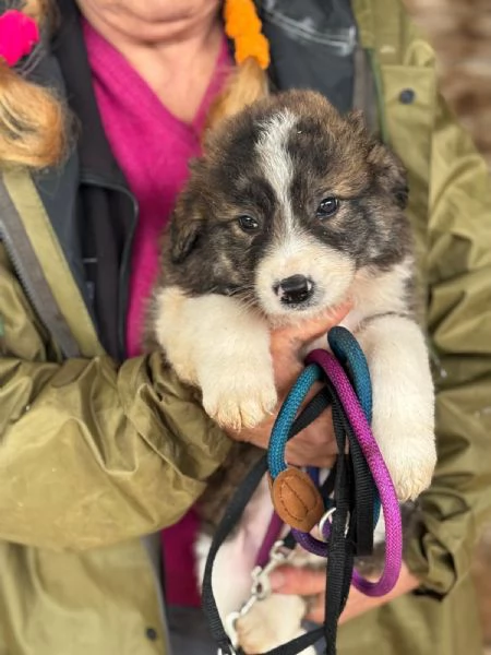 CESARE dolce cucciolo futura taglia media cerca casa  in adozione | Foto 1