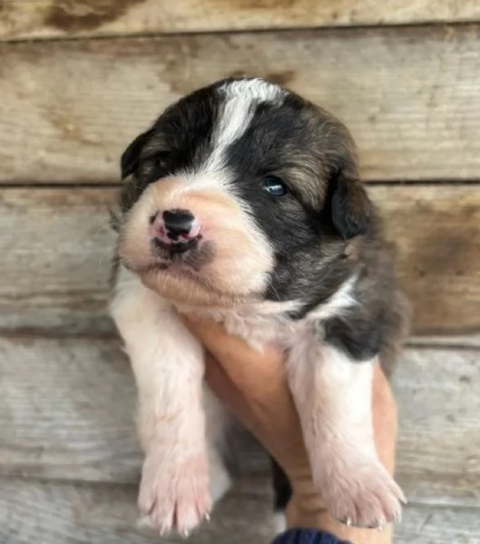 CESARE dolce cucciolo futura taglia media cerca casa  in adozione | Foto 2