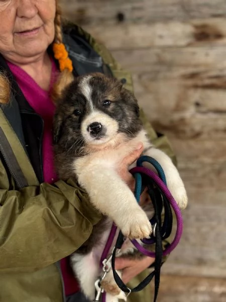 CESARE dolce cucciolo futura taglia media cerca casa  in adozione | Foto 0