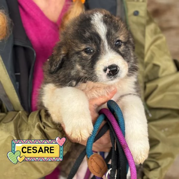 CESARE dolce cucciolo futura taglia media cerca casa  in adozione