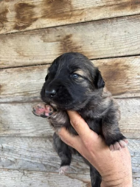 CAMILLA dolce cucciola futura taglia media cerca casa  in adozione 