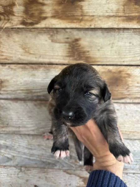 CAMILLA dolce cucciola futura taglia media cerca casa  in adozione  | Foto 3