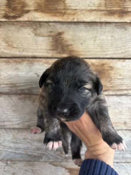 CAMILLA dolce cucciola futura taglia media cerca casa  in adozione  | Foto 2