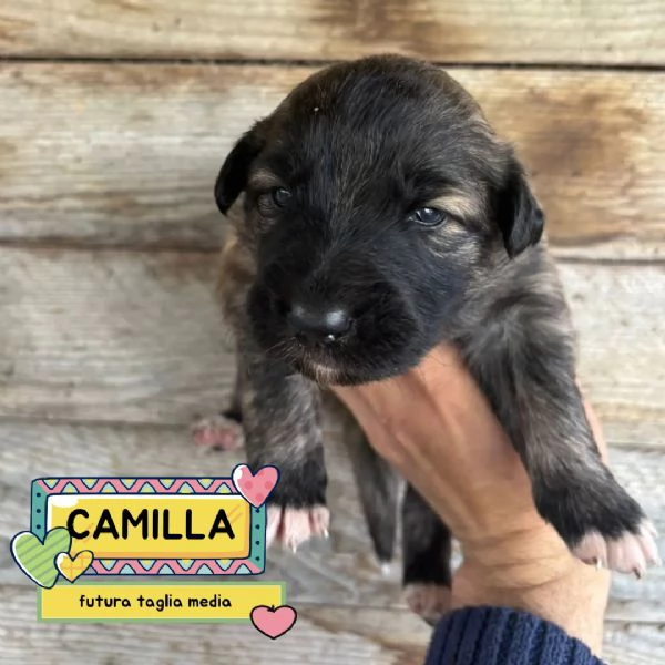 CAMILLA dolce cucciola futura taglia media cerca casa  in adozione  | Foto 1