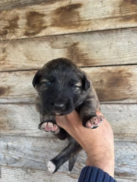 CAMILLA dolce cucciola futura taglia media cerca casa  in adozione  | Foto 0