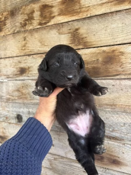 KELLY dolce cucciola futura taglia media cerca casa  in adozione | Foto 1