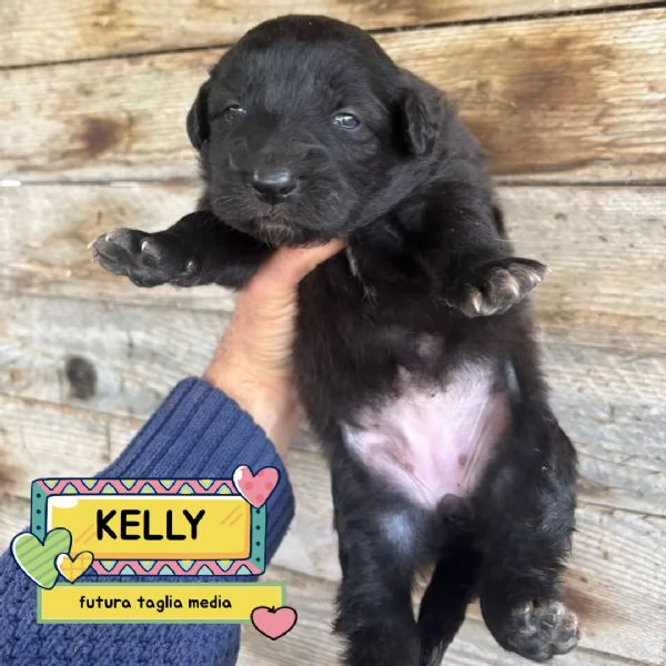 KELLY dolce cucciola futura taglia media cerca casa  in adozione
